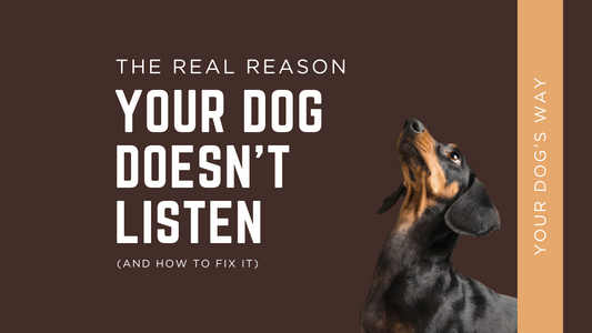 The Real Reason Your Dog Doesn’t Listen (and How to Fix It)