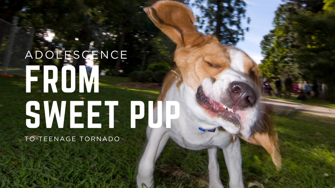 Adolescence. What’s Going On With My Puppy?!