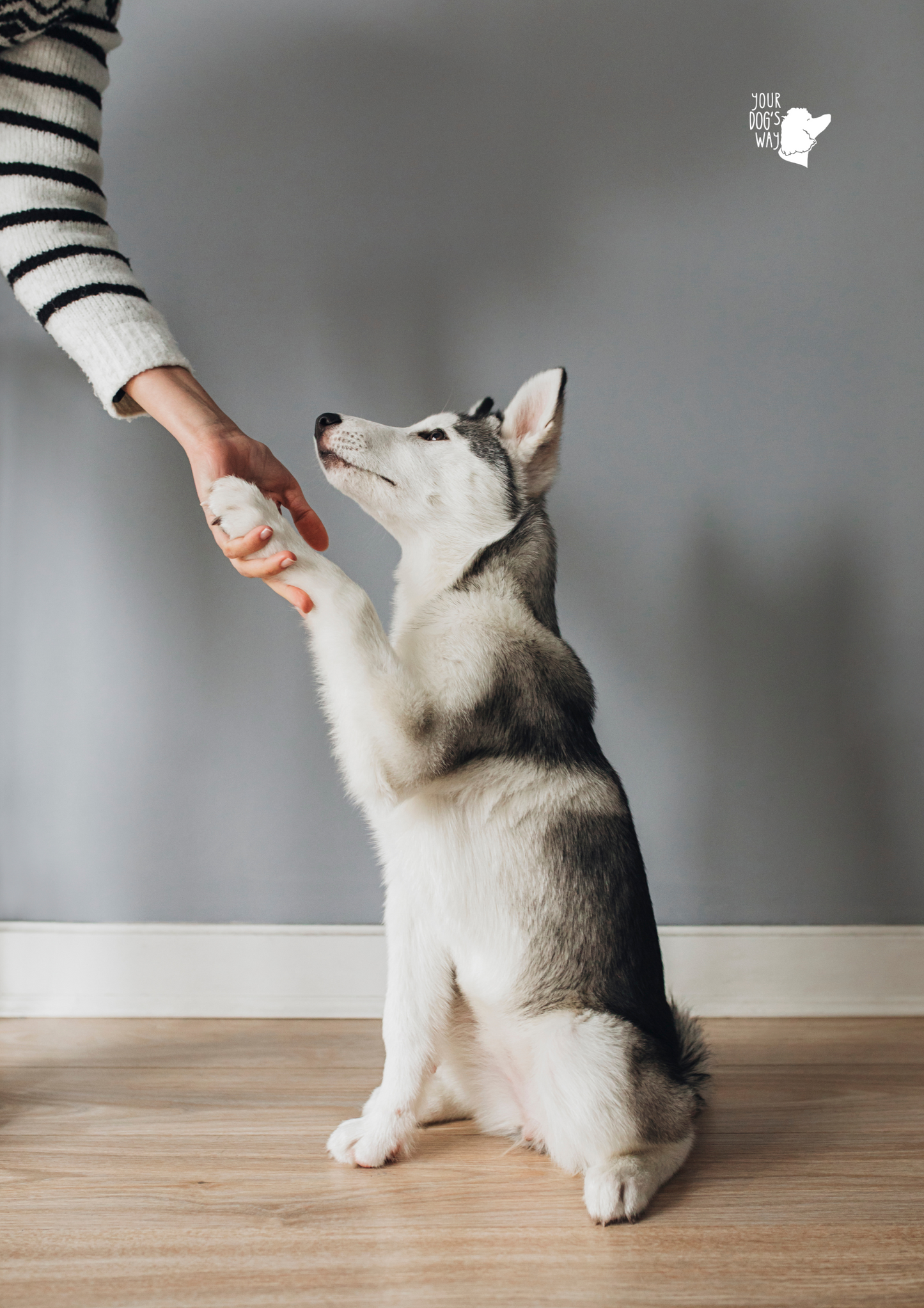 Puppy Starter Package