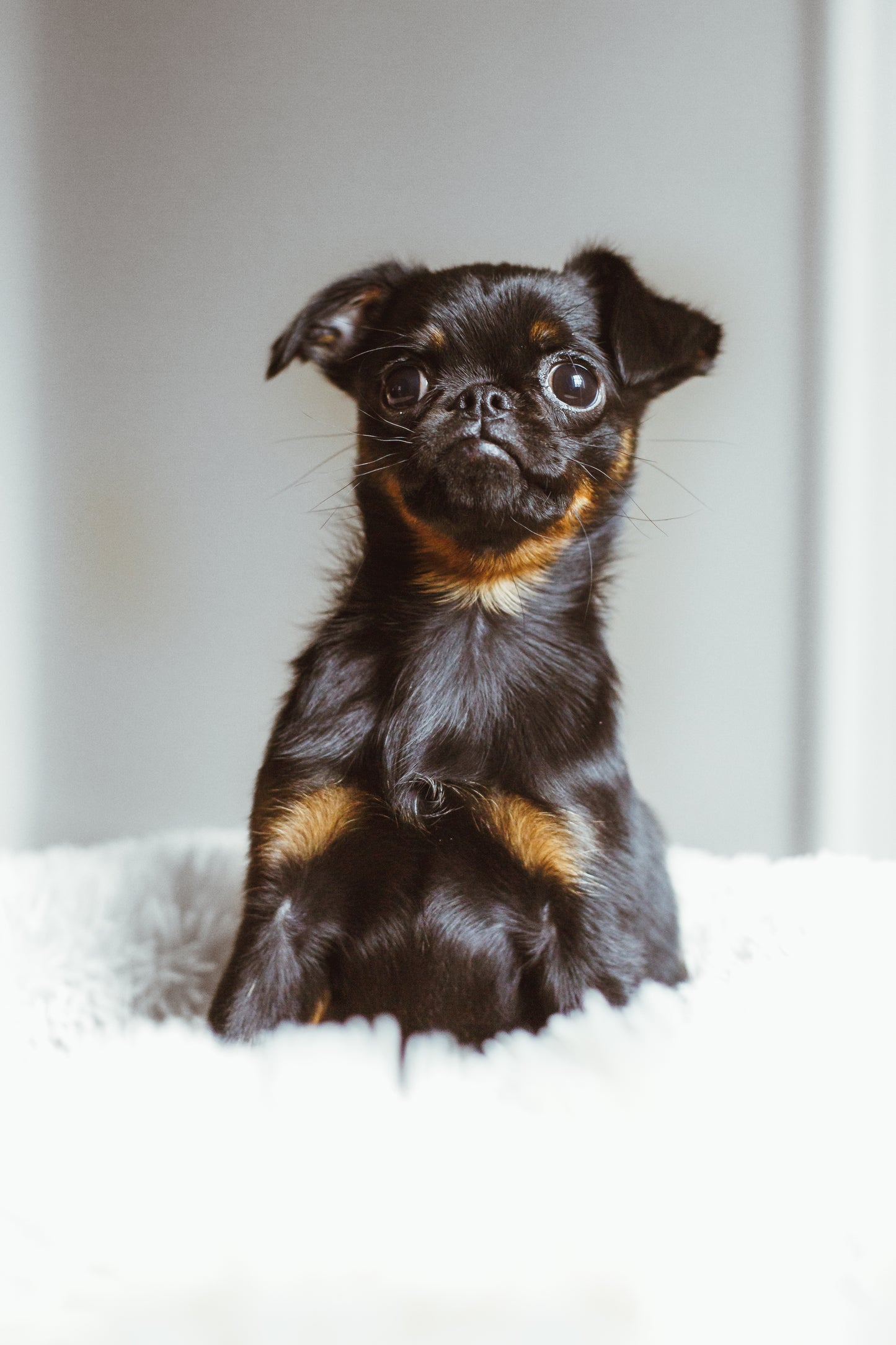 The 7-Day Puppy Jumpstart