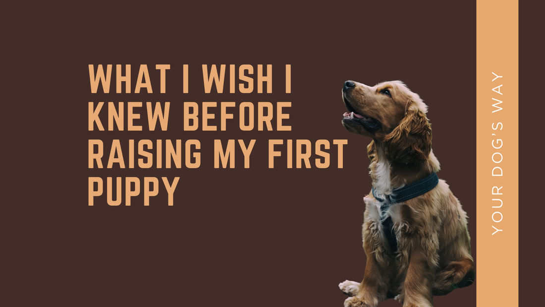 What I Wish I Knew Before Raising My First Puppy