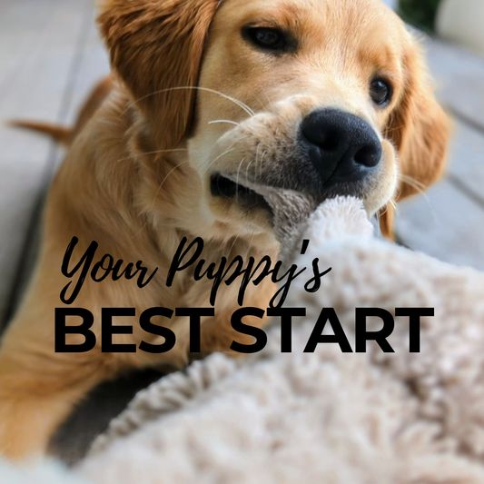 Your Puppy’s Best Start: A 4-Week Plan to Raise a Confident Puppy (Without Feeling Overwhelmed)