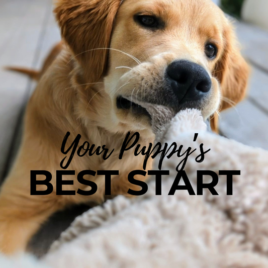 YOUR PUPPY'S BEST START: Force-Free Puppy Training Guide