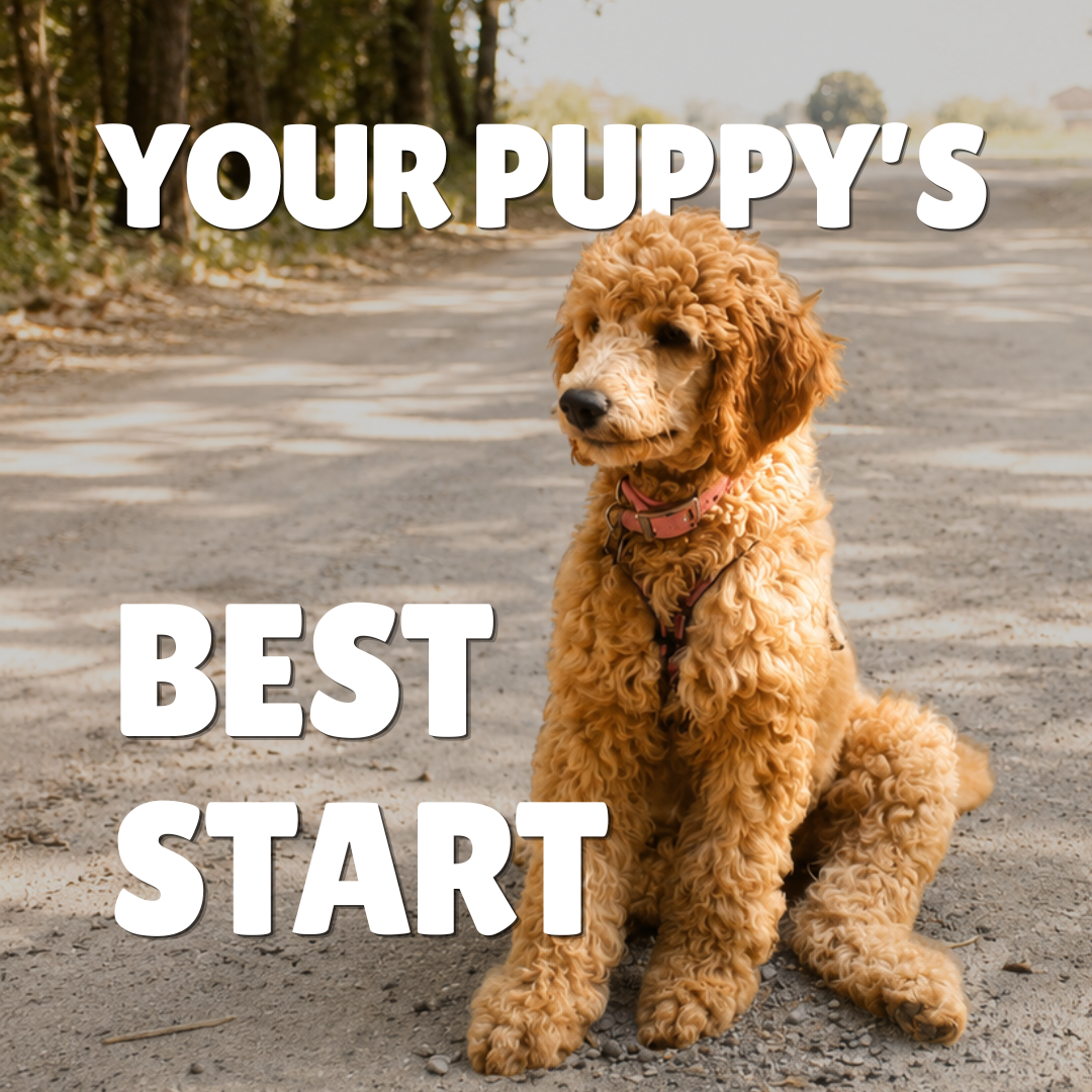 Your Puppy’s Best Start: A 28-Day Plan to Raise a Confident Puppy (Without Feeling Overwhelmed)