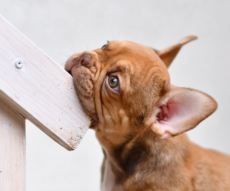 Start communicating with your puppy