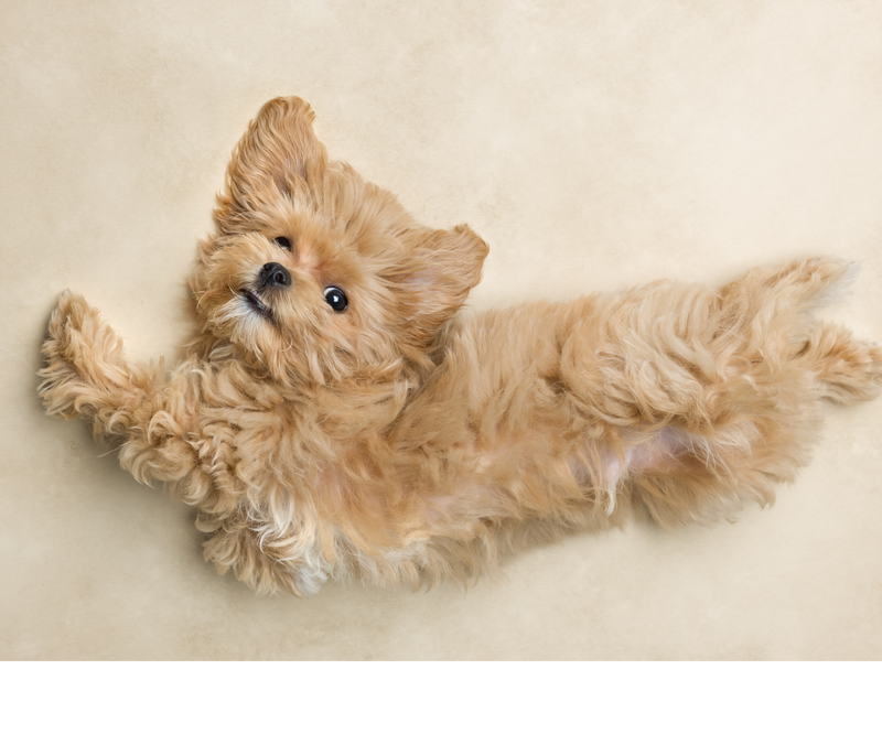 Building a well-adjusted dog